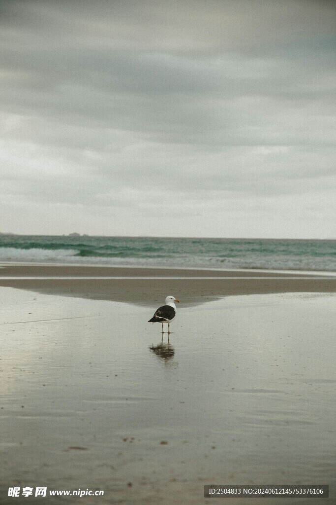 海鸥