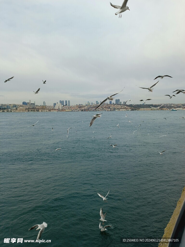 海鸥