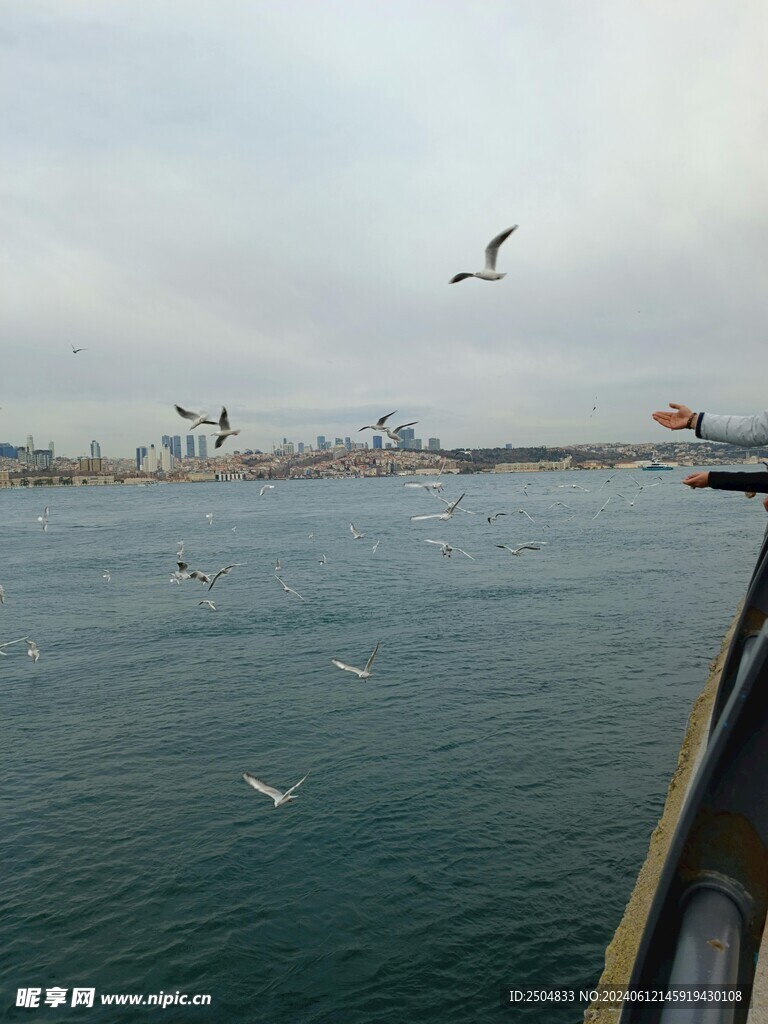 海鸥