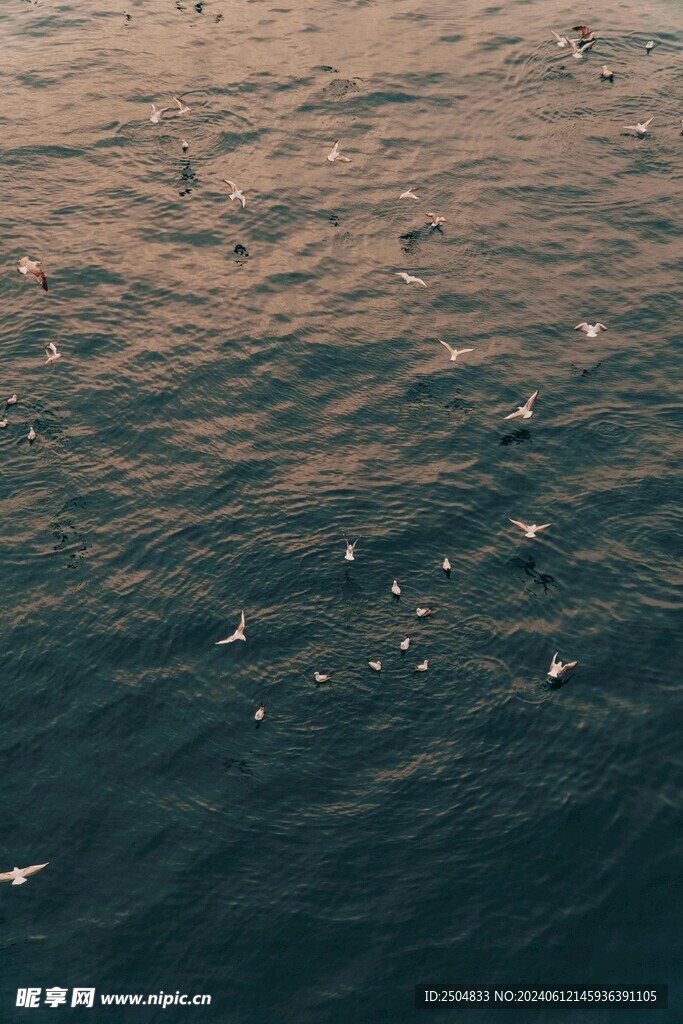海鸥