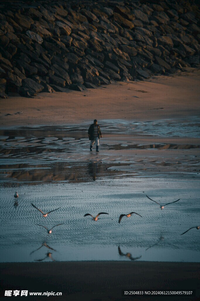 海鸥