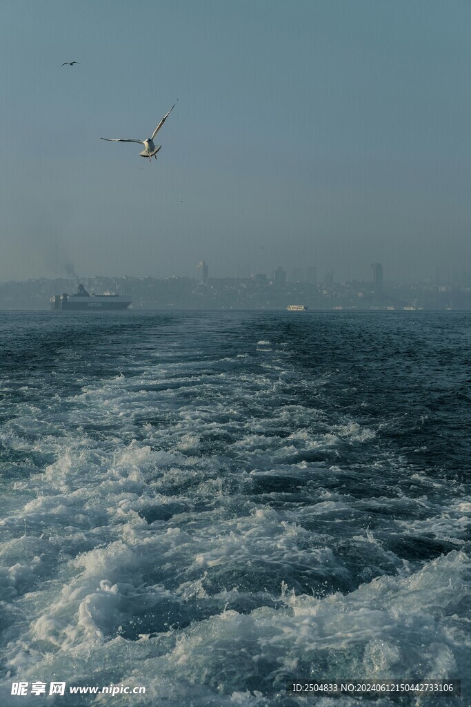 海鸥