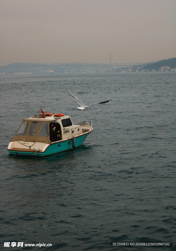 海鸥