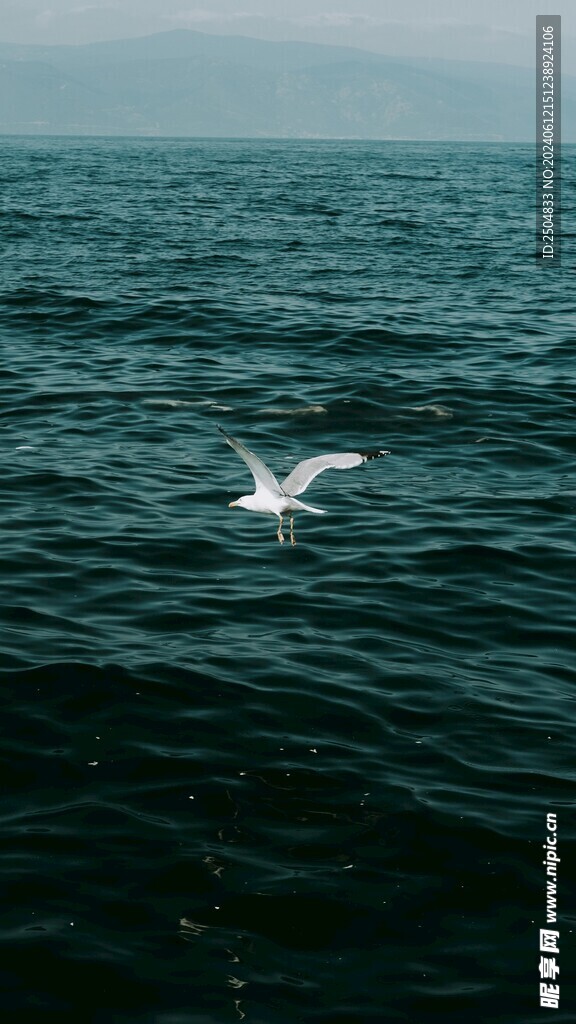 海鸥