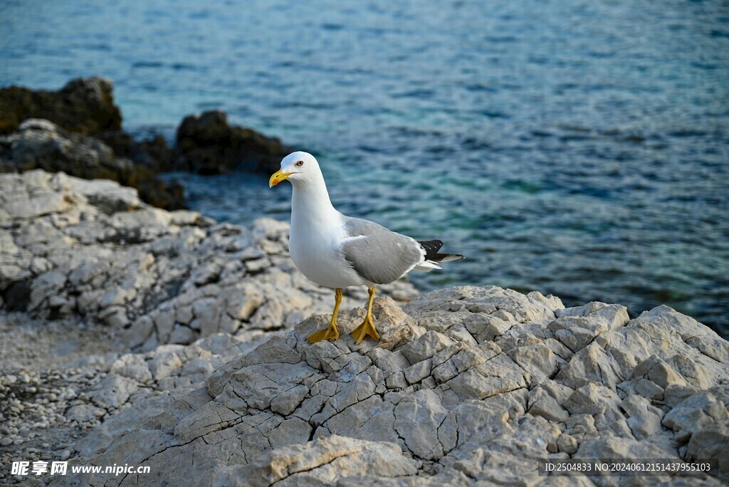 海鸥