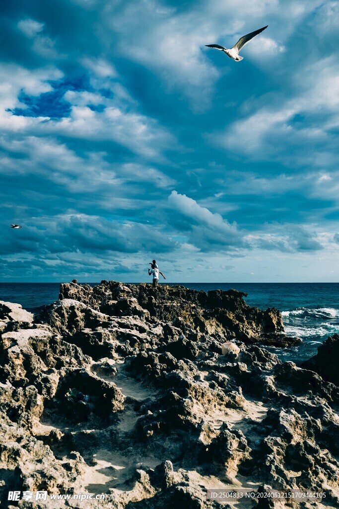 海鸥