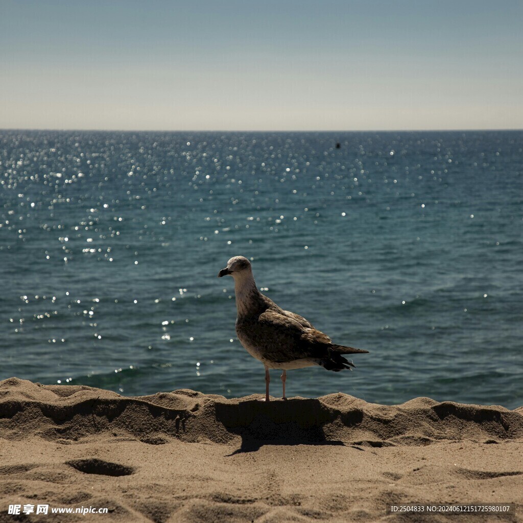 海鸥