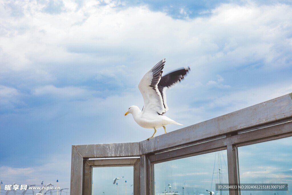 海鸥