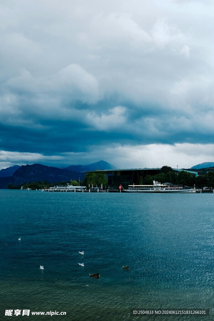 海鸥