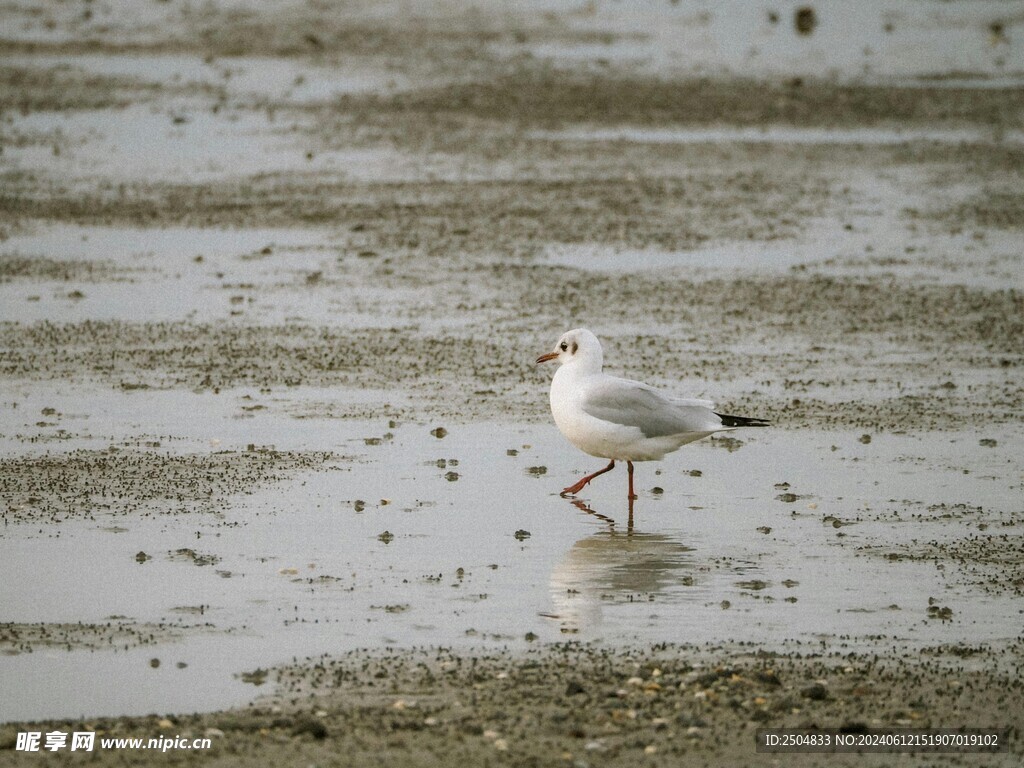 海鸥