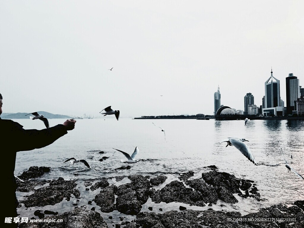 海鸥