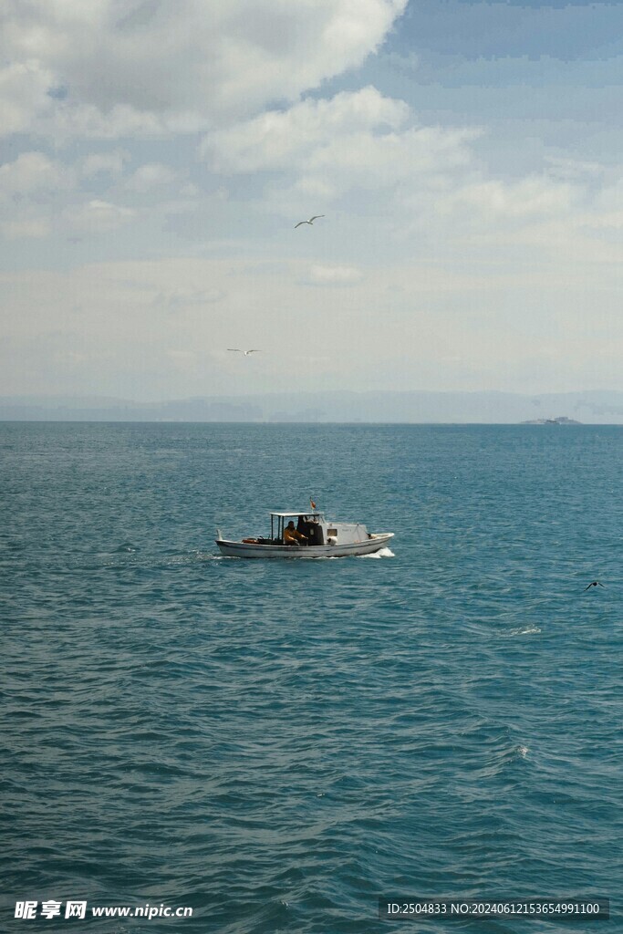 海鸥