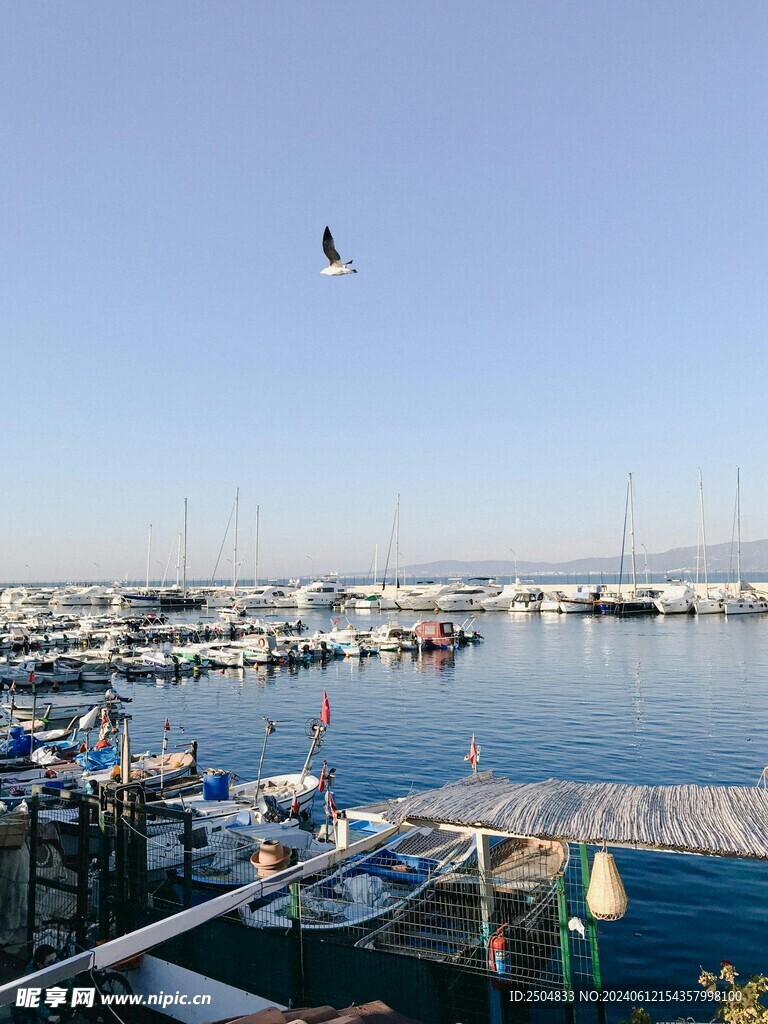 海鸥