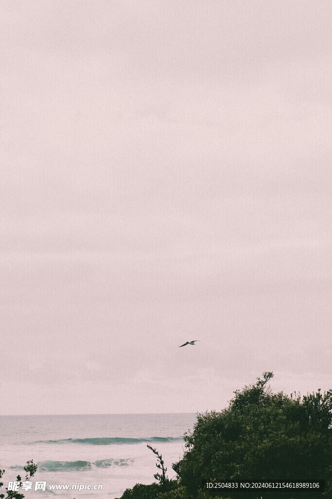 海鸥