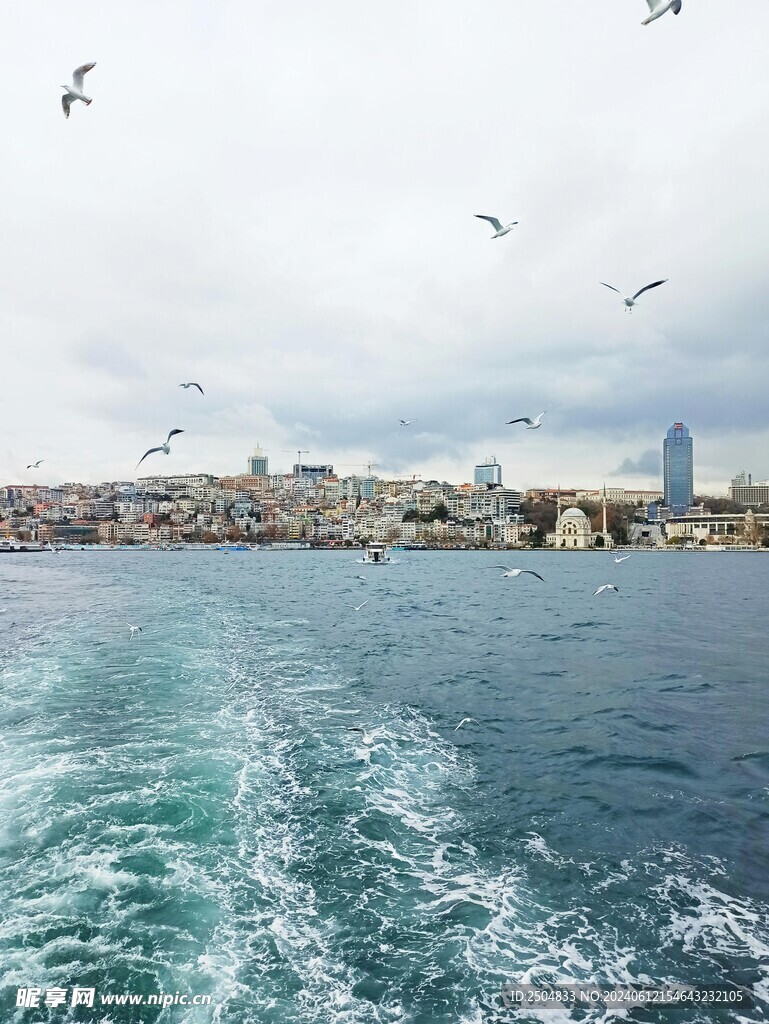 海鸥