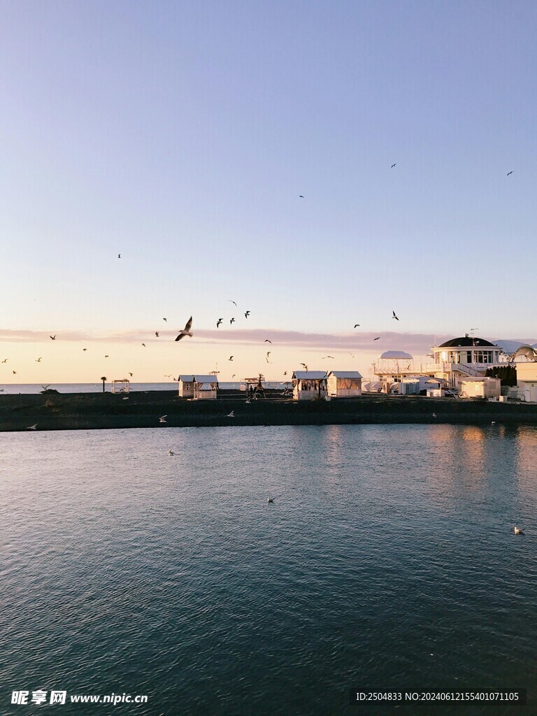 海鸥