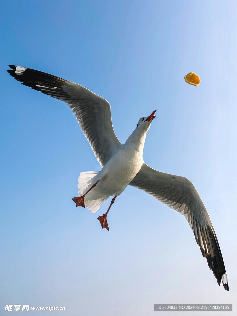 海鸥