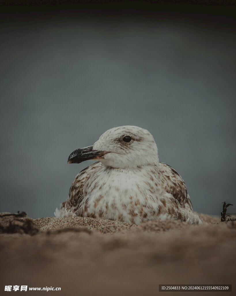 海鸥