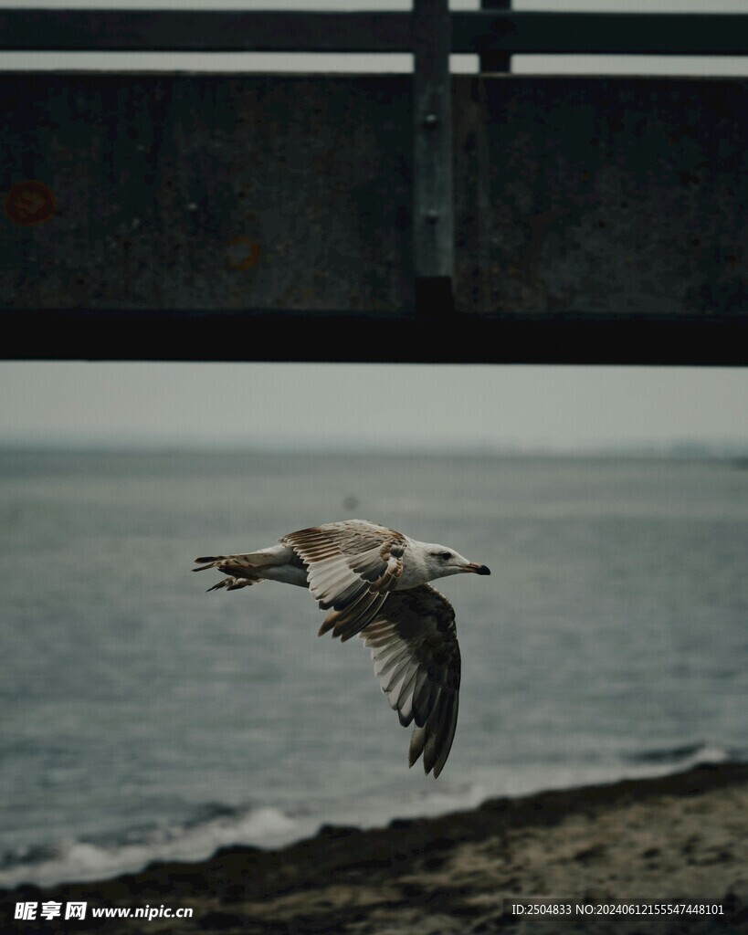 海鸥