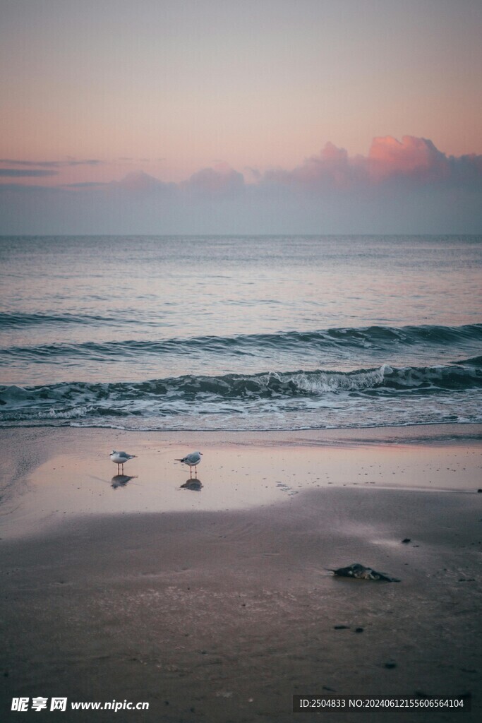 海鸥