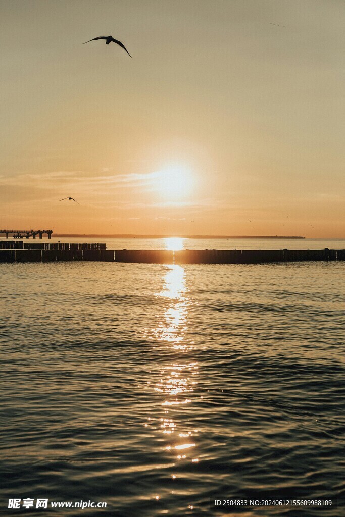 海鸥