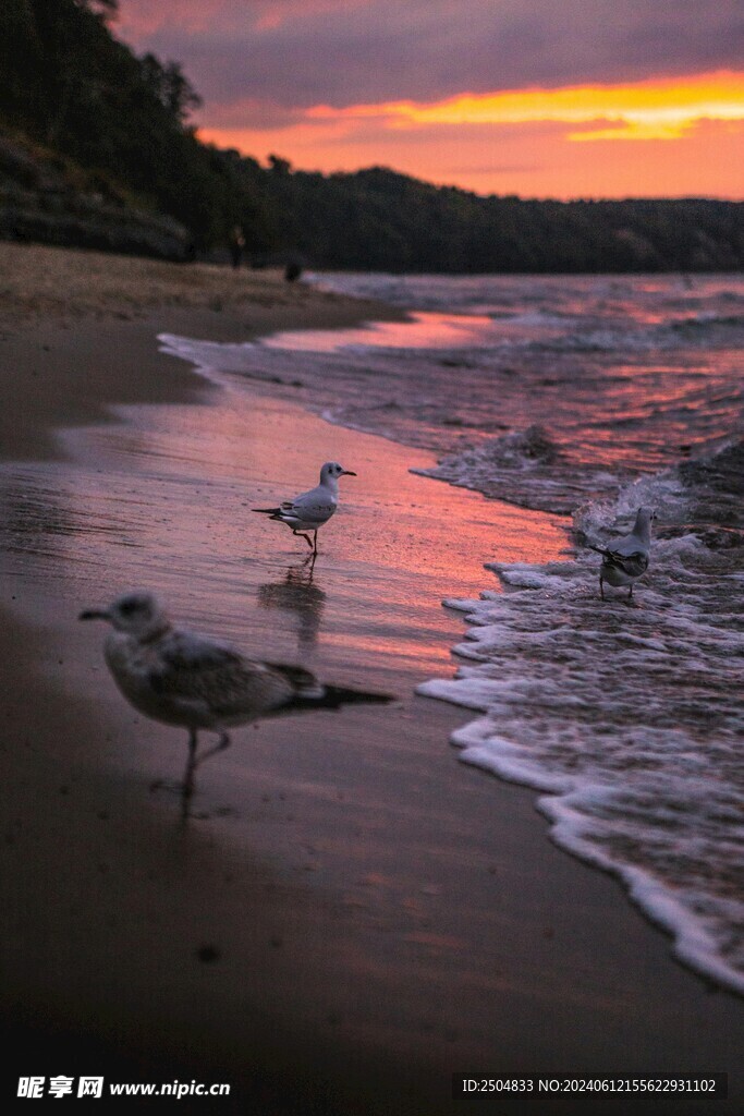 海鸥