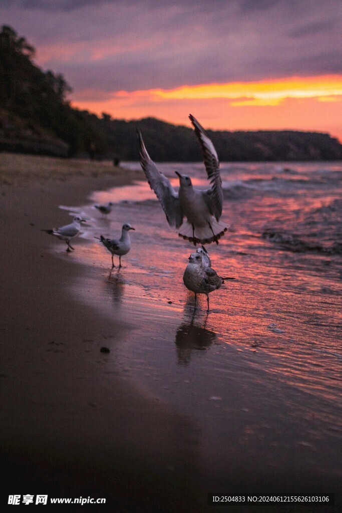 海鸥