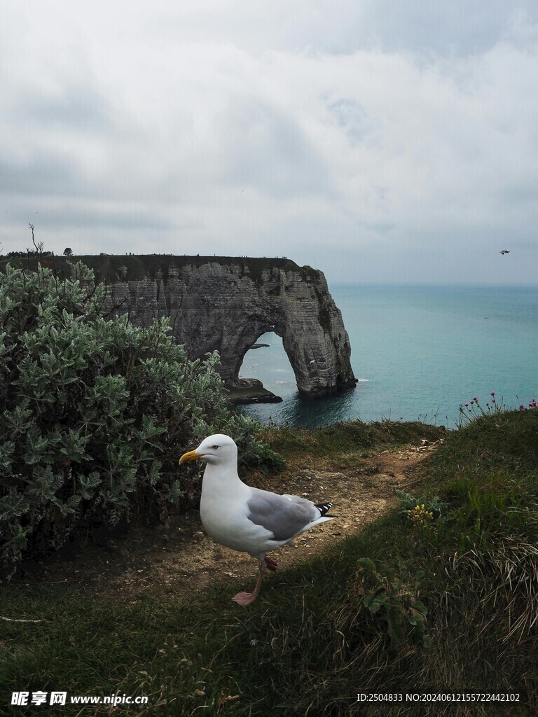 海鸥