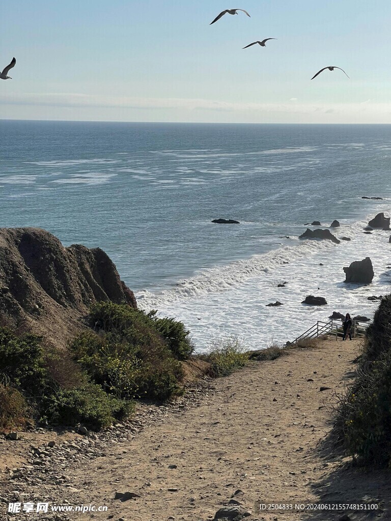 海鸥