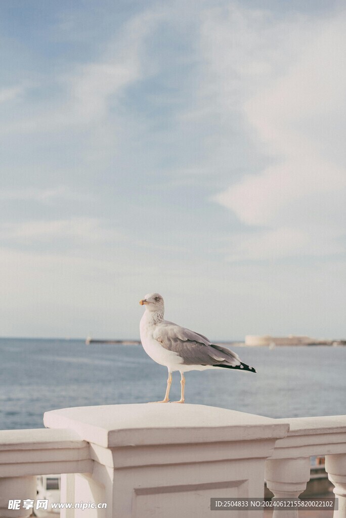 海鸥
