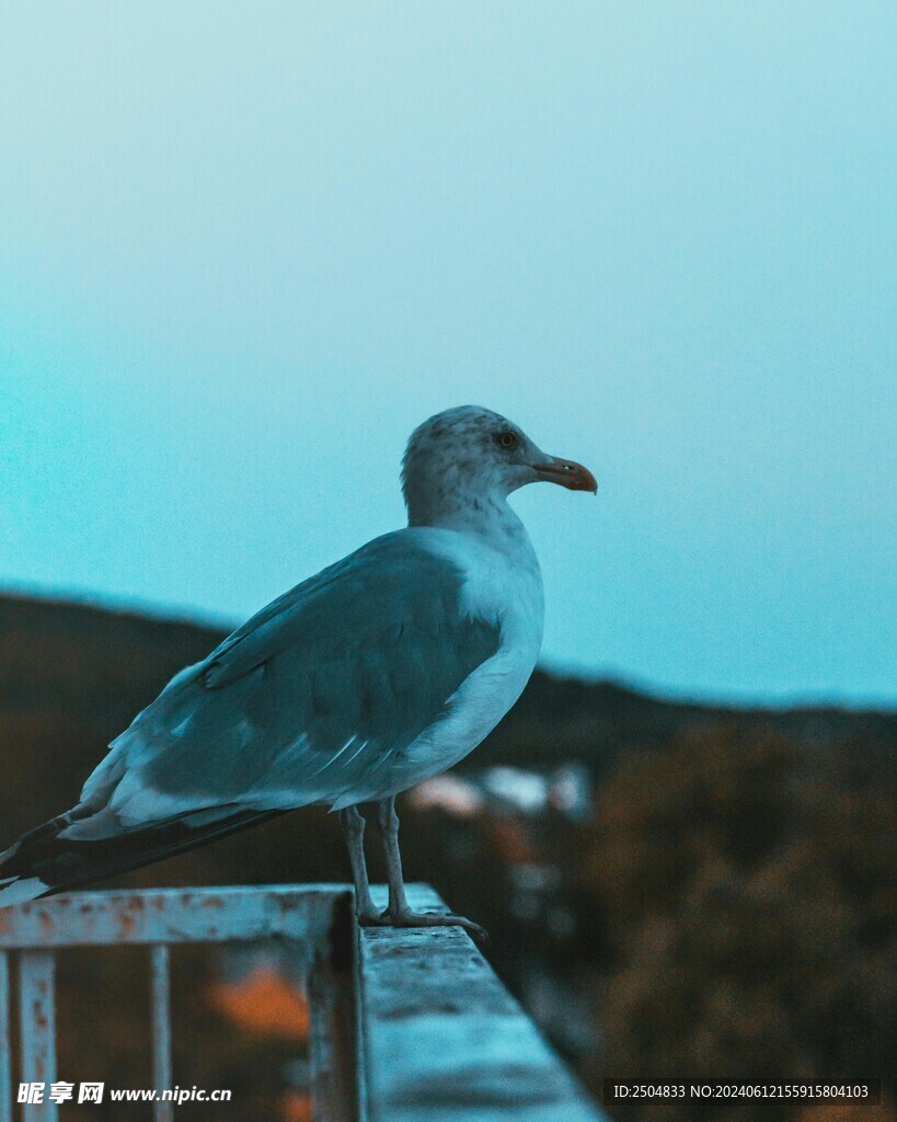 海鸥