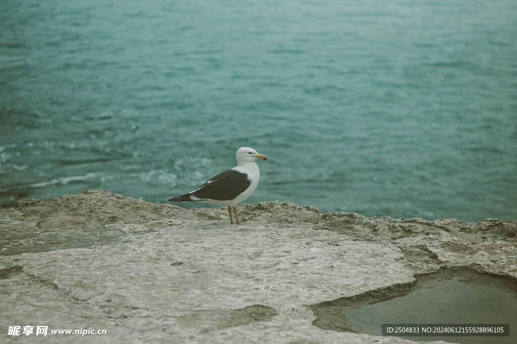 海鸥