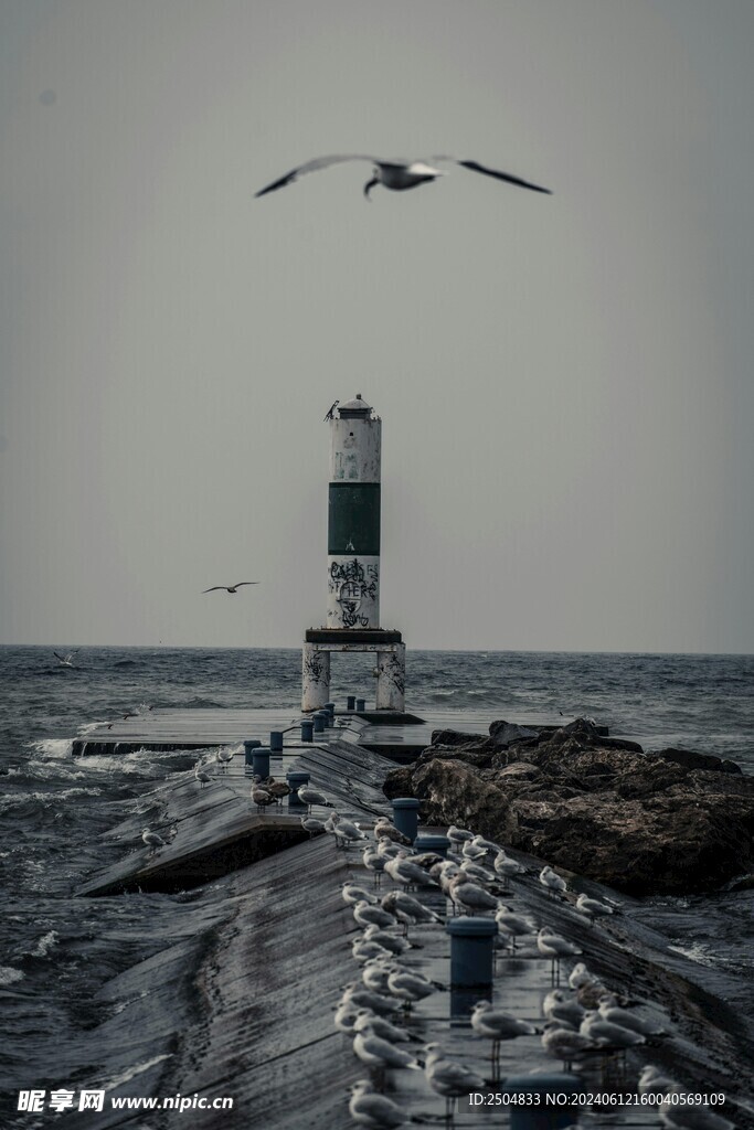 海鸥