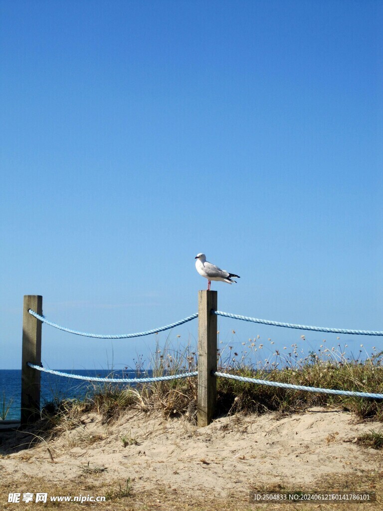 海鸥