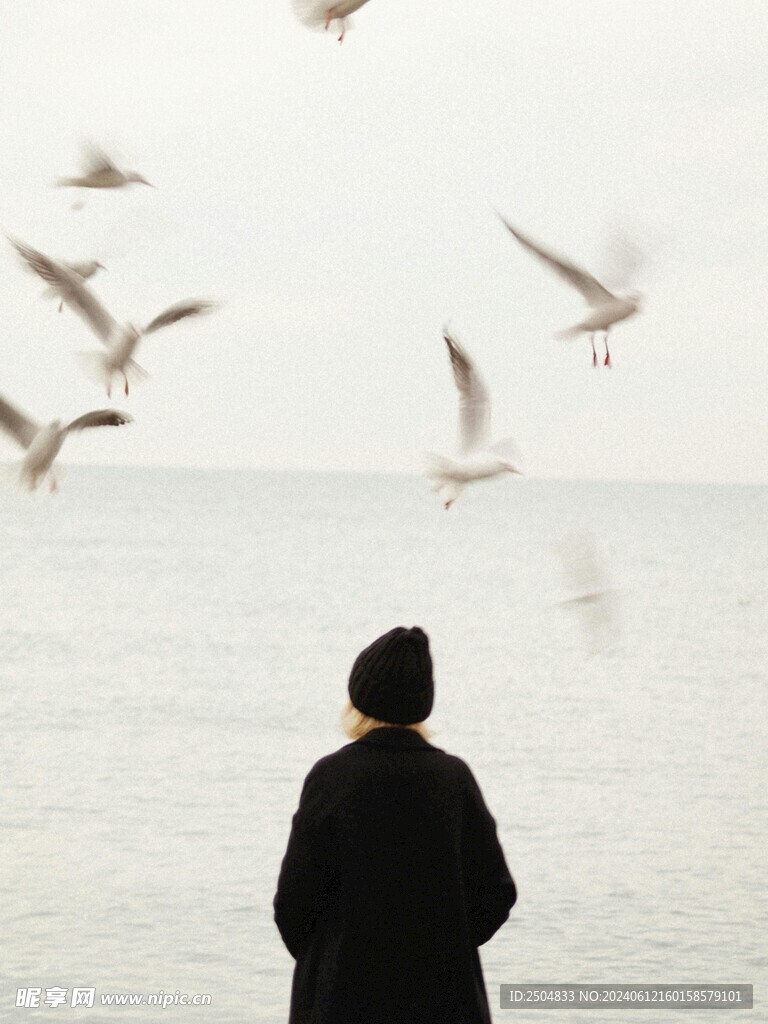 海鸥