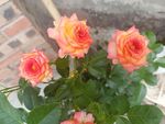 月季花
