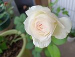 月季花