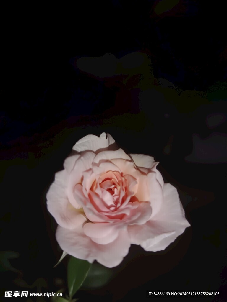 夜晚盛开的月季