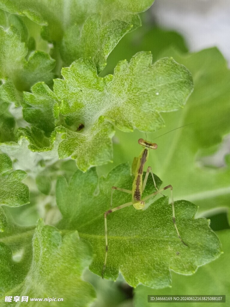 叶子上活动的昆虫