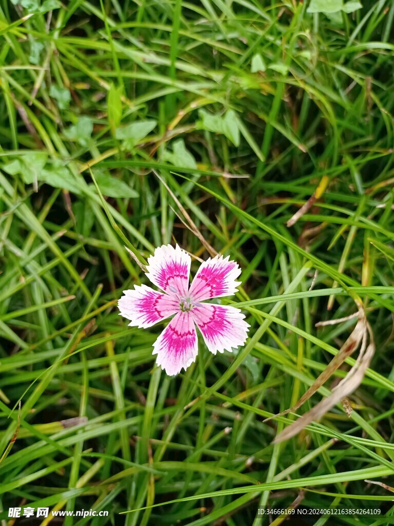三色花