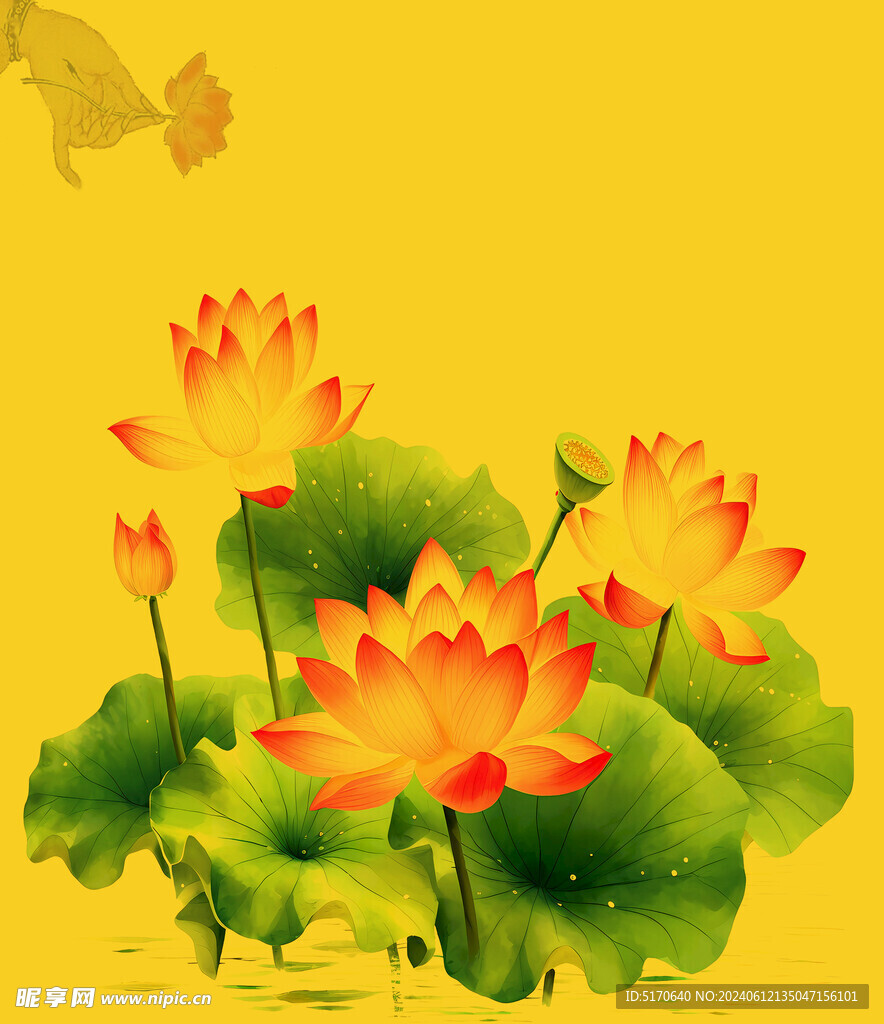 荷花