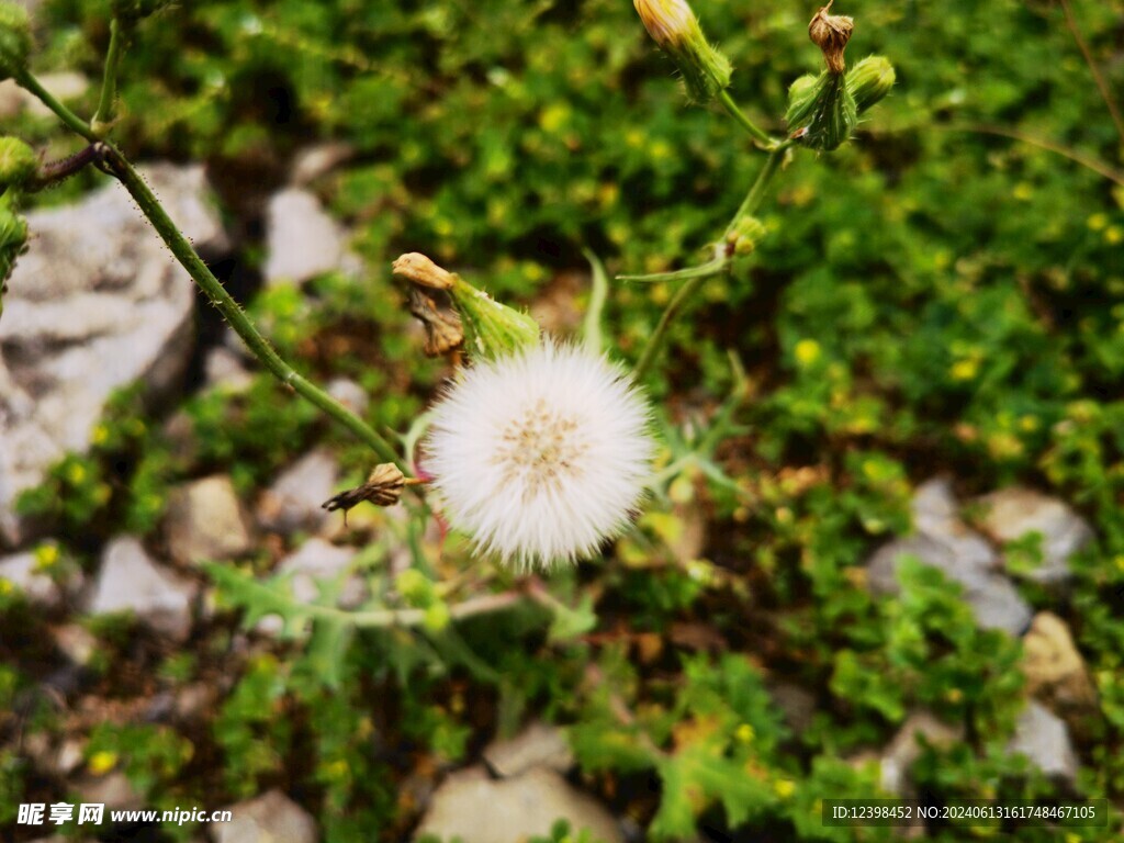 白色野生蒲公英