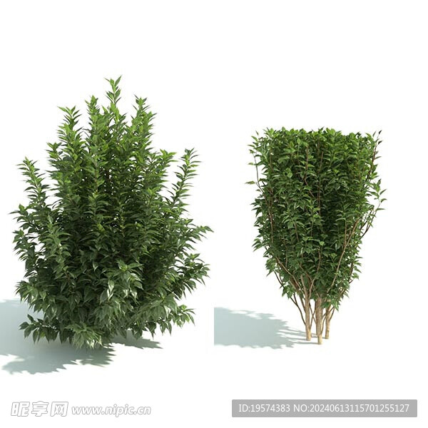 C4D模型 绿色植物