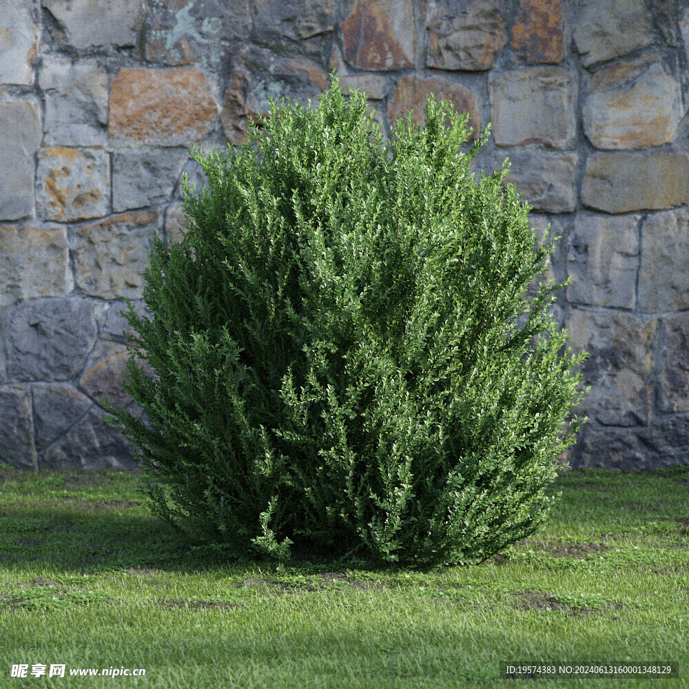 C4D模型 绿色植物
