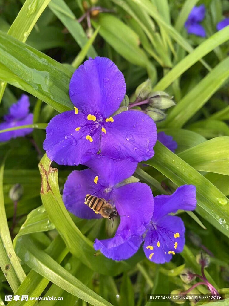 马莲花