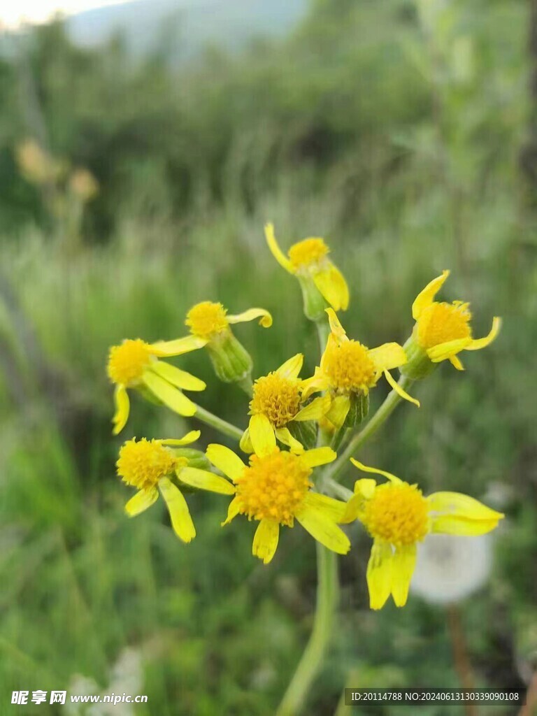 野花