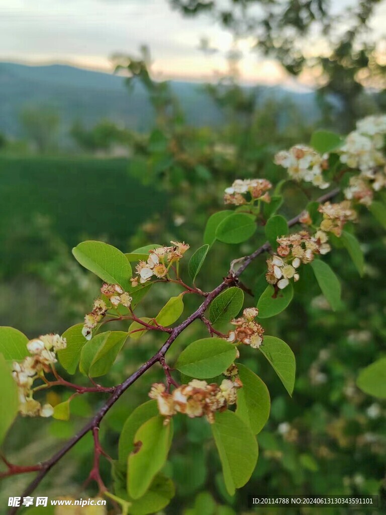 海棠花