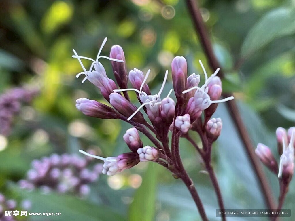 长径花