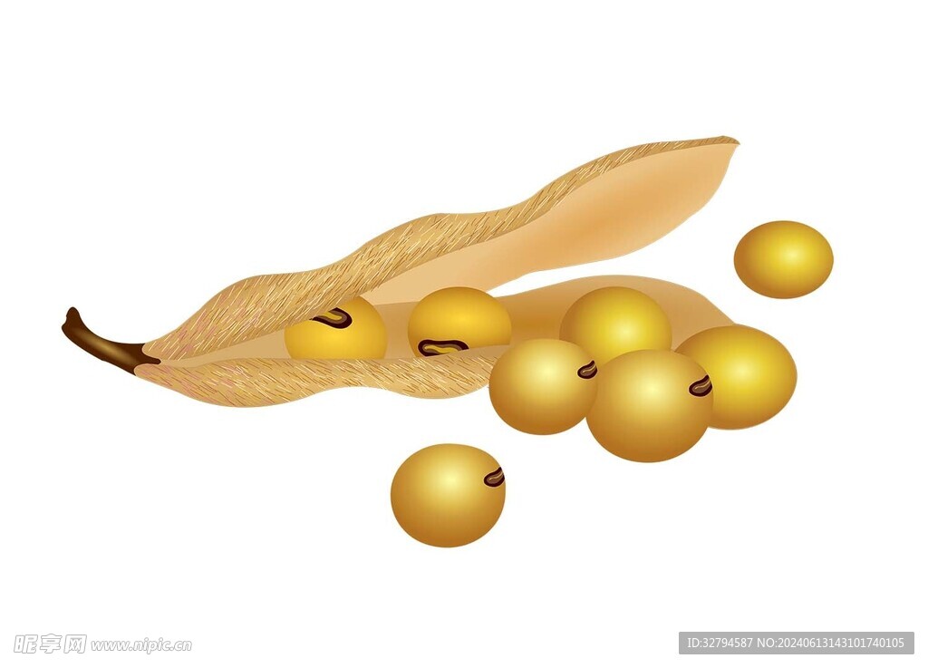 大豆矢量图