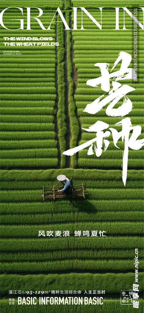 芒种节气海报